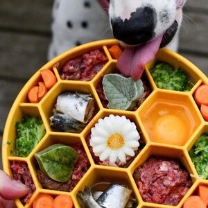 Honeycomb Design Ebowl Enrichment Slow Feeder Bowl For Dogs